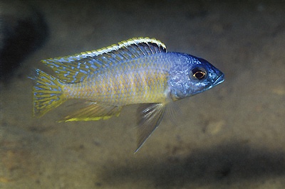 Otopharynx sp. 'golden blueface' Ikombe